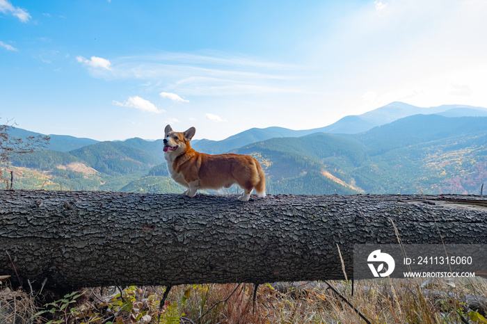 Cute corgi dog walk in forest