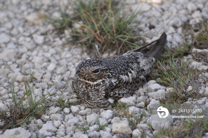 An Antillean nighthawk sitting in gravel