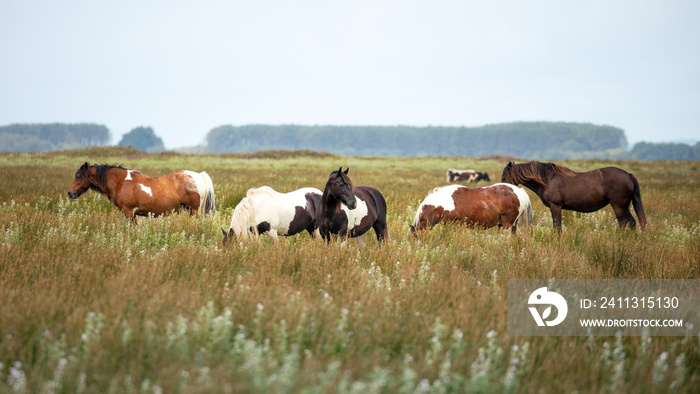 Wild ponies of the Gower Peninsula, Wales, UK