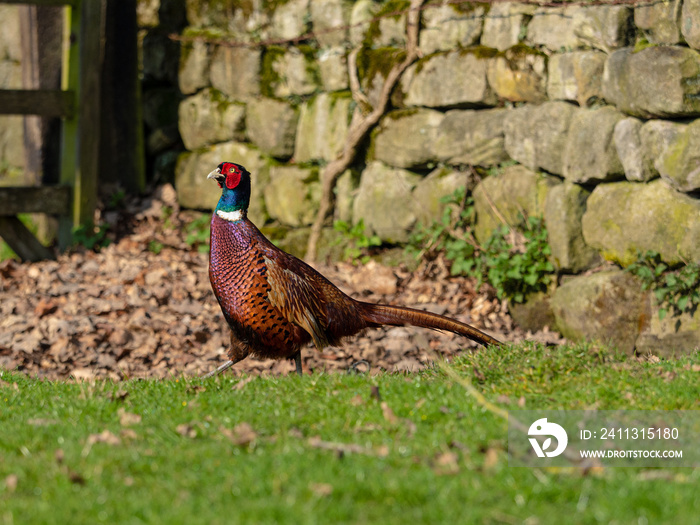 Pheasant by drystone wall