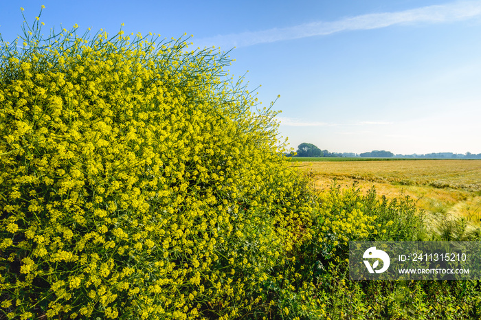 Yellow blooming black mustard from close