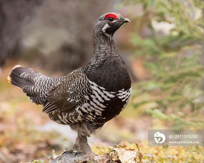 A Spruce Grouse shows off his red eyebrow during a breeding display.