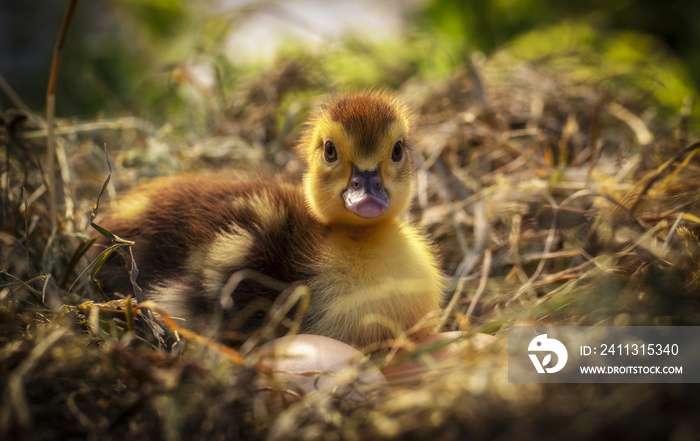 A small duck sits on a hay nest