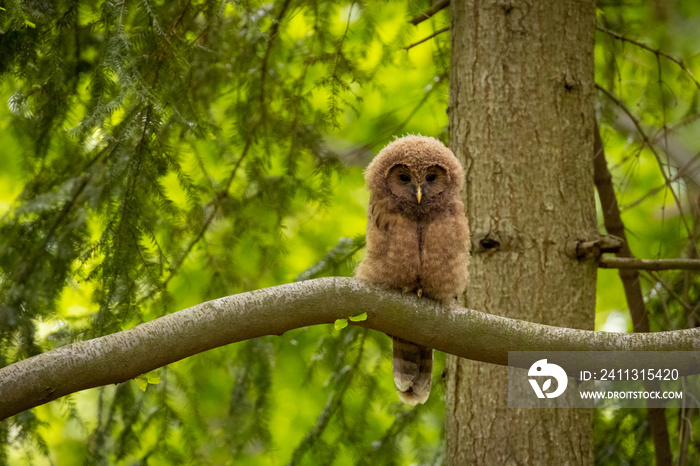 Baby Ural owl (Strix uralensis) in the wild . The Ural owl (Strix uralensis)