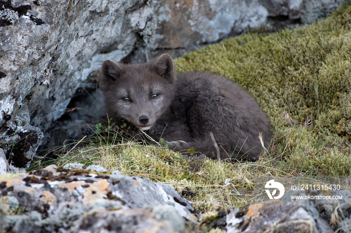 Renard polaire (vulpes lagopus) jeune, renardeau. Islande