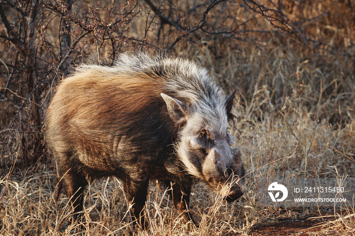 Animals in the wild - African bushpig in the Kruger National Park, South Africa