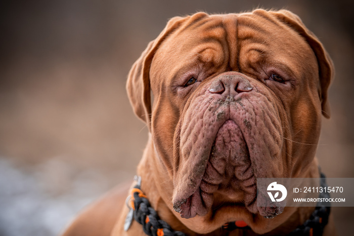 Impressive head of French Mastiff.