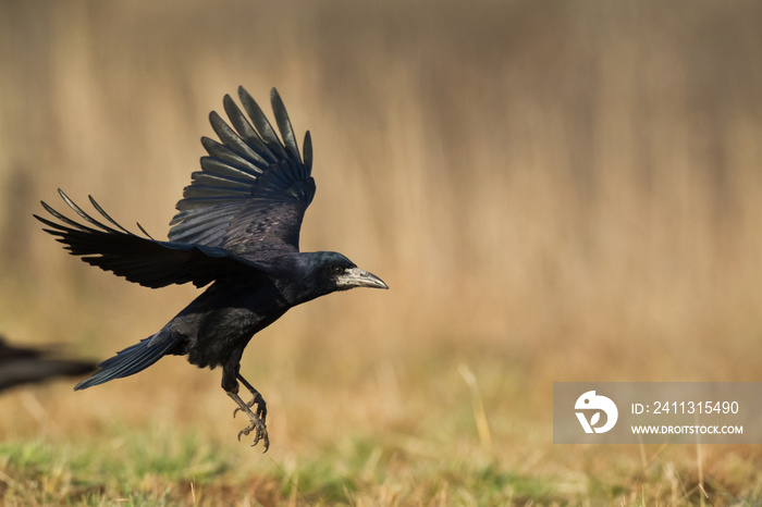 flying Bird Rook corvus frugilegus landing, black bird in winter time, Poland Europe