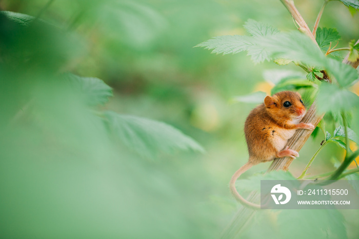 Little hazel dormouse climb the twigs in nature. Muscardinus avellanarius. Endangered animal.