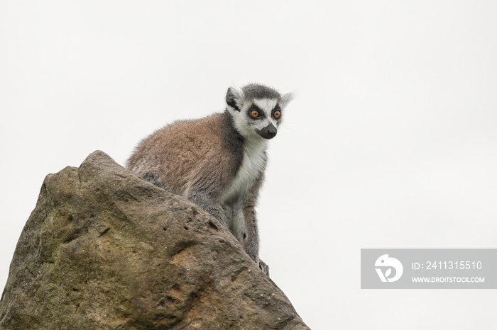 A ring tailed lemur sitting on a rock looking alert isolated against a white background