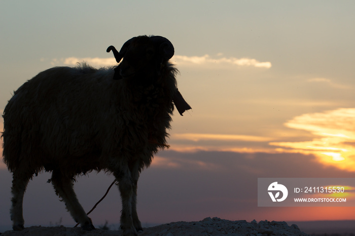 Photo of sheep taken in backlight for Eid al-Adha