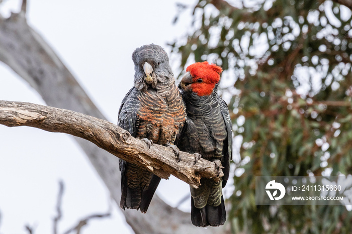 Gang-gang Cockatoos preening