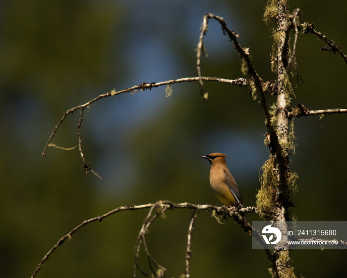 Cedar Waxwing framed in a tree branch with lichen or moss