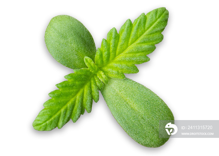 Cannabis sprout. Hemp seeds growing. Medical marijuana. Organic cannabis plant. Macro close-up on white background.