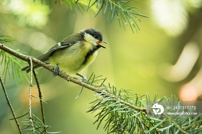 Great tit (Parus major), with beautiful green background. Colorful song bird with yellow feather sitting on the branch in the mountains. Wildlife scene from nature, Czech Republic