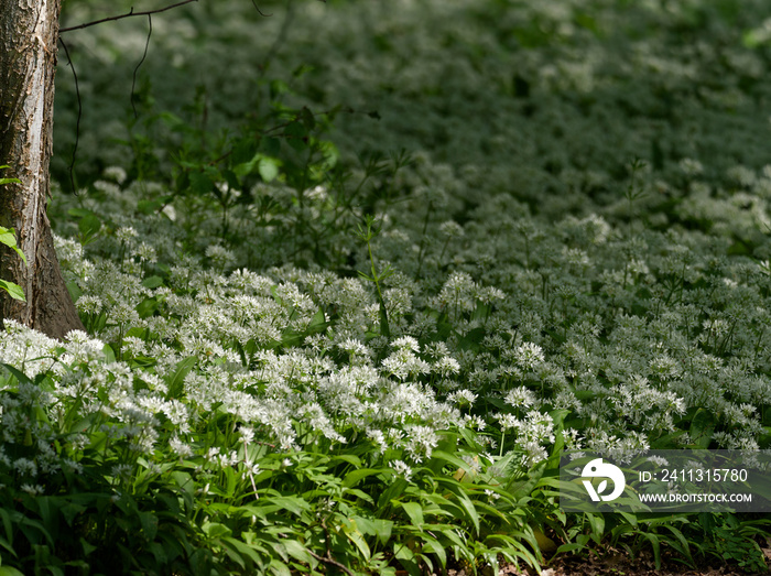 Bärlauch, Allium ursinum, im Auwald