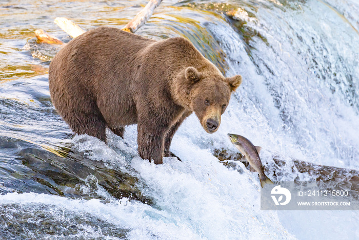 Grizzly bear watching fish jump up waterfall