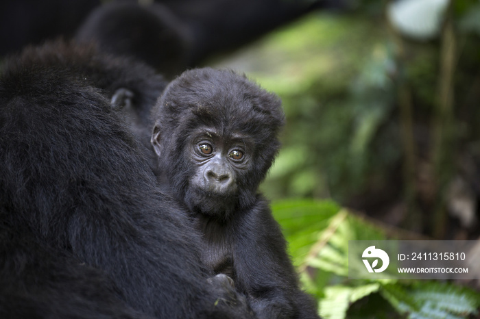 Portrait of wild free baby mountain gorilla