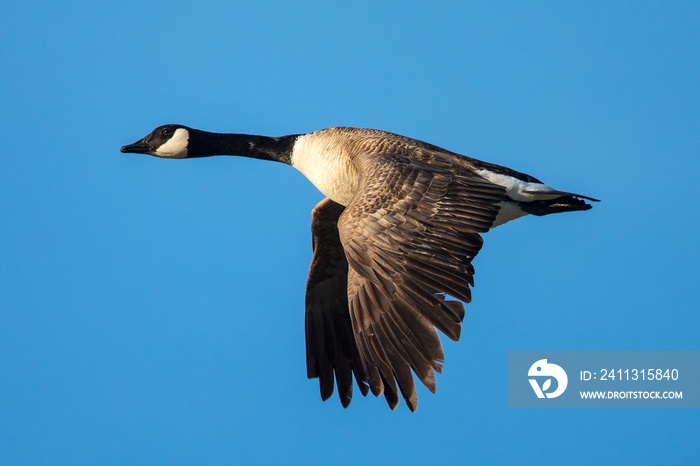 Close view of a Canada goose, seen flying in beautiful light over a North California marsh