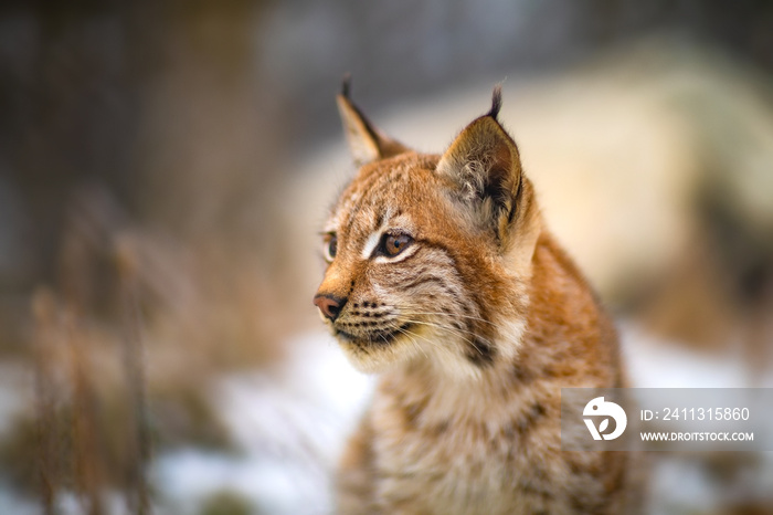 Portrait of eurasian lynx in the forest at winter looking for prey