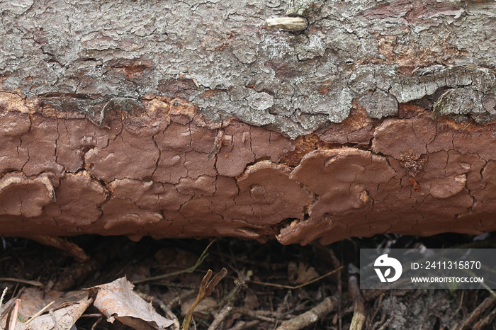 Phellinus ferrugineofuscus, a resupinate polypore fungus from Finland with no common english name