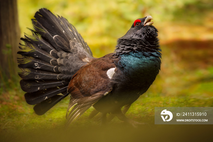 Capercaillie male in the nature habitat in bavarian forest national park/european nature/great birding story