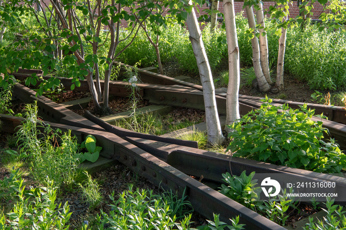 Old railroad track junction and silver birch in the High Line park in New York City