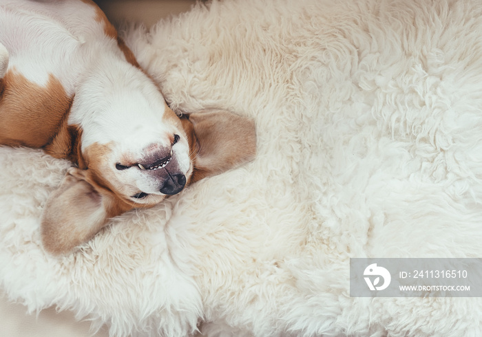 Sleeping beagle dog lies on the fur coverlet on sofa