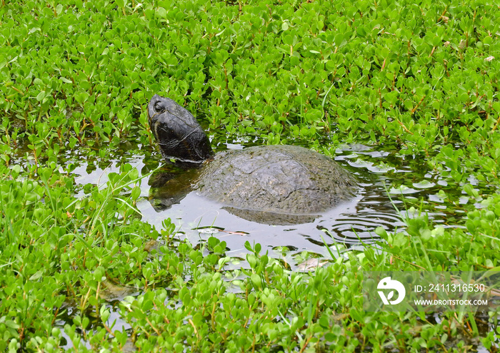 a common musk turtle  with characteristic yellow lines on its neck, basking in a freshwater pond   at fort king george state historic site  near darien, georgia