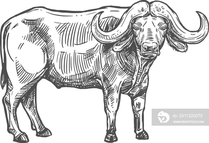 Sketch african buffalo vector animal, ild carabao