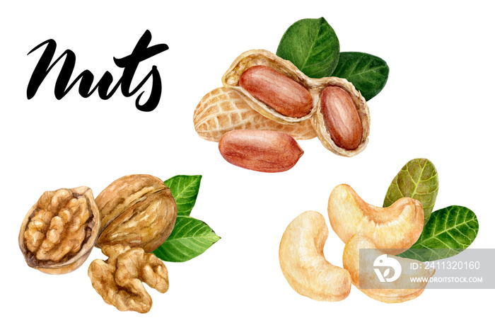 Peanut walnut cashew set composition watercolor isolated on white background