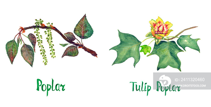 Poplar (Populus nigra) and Tulip poplar (Liriodendron tulipifera or American tulip tree) branch with green leaves and flower, hand painted watercolor illustration with inscription isolated on white