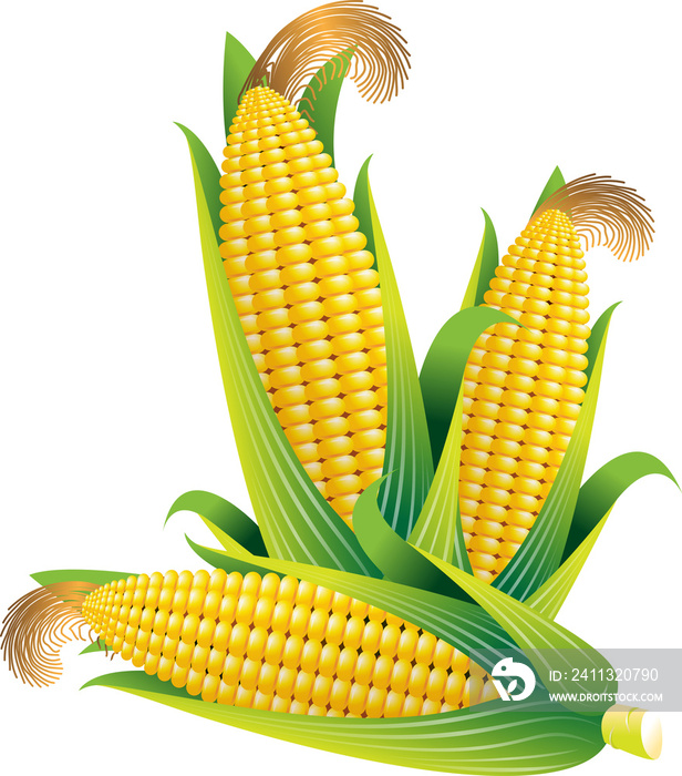 Corn vector illustration