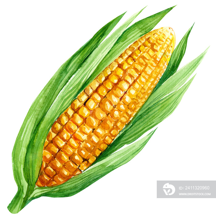 watercolor illustration, corn vegetables, on isolated white background, autumn collection