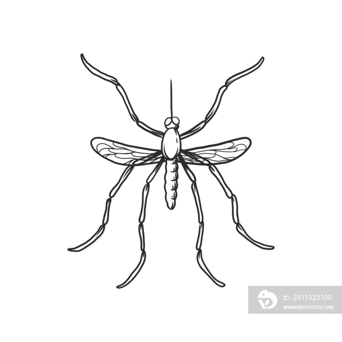 Insects and bug illustration