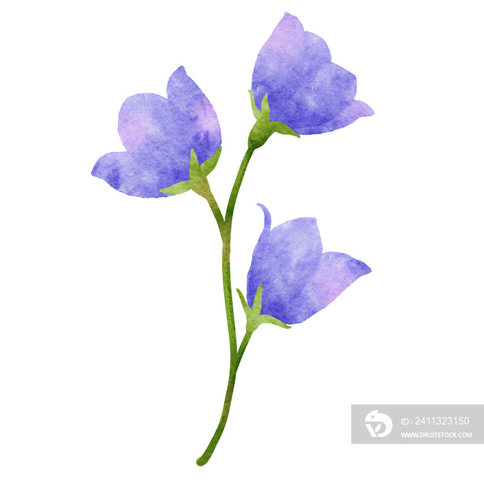 purple wild flowers in watercolor style.