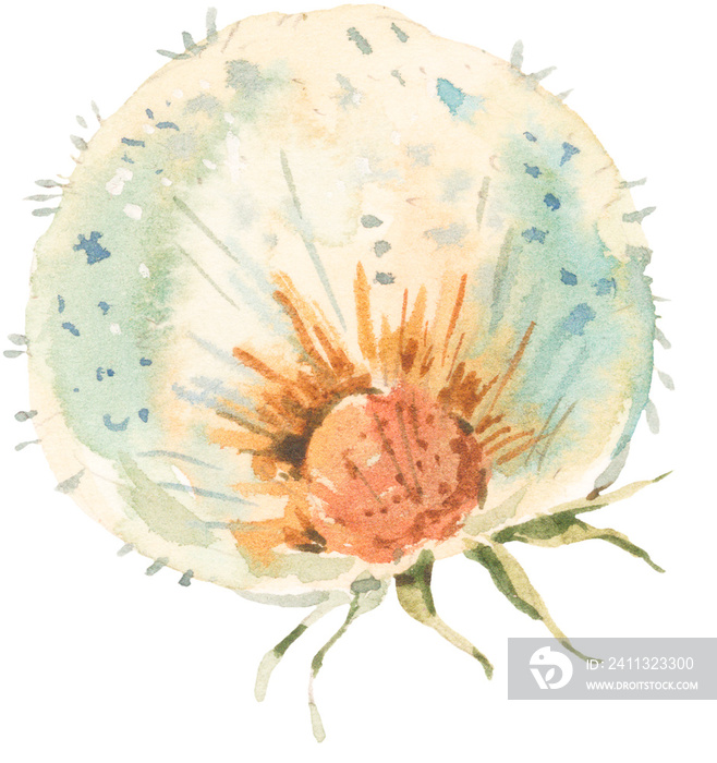 White Dandelion Flower, Watercolor Botanical Transparent PNG