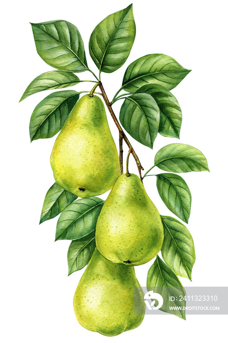 Pear. Tree branch with leaves and fruits on an isolated white background, botanical illustration, watercolor juicy Pears