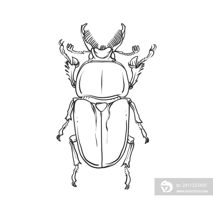 horned beetle Insects and bug illustration