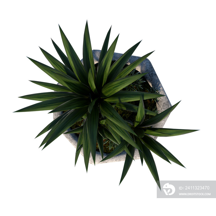 Top view of Plant (Flowerpot with Palm 1) Tree png