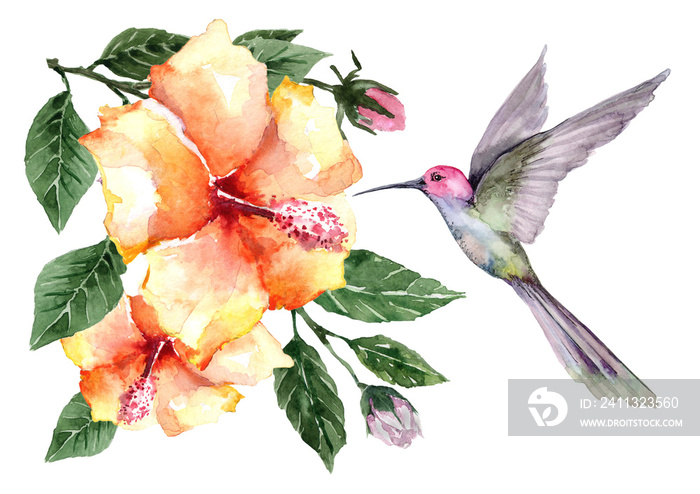 Composition of flying bird hummingbird with tropical flowers and hibiscus buds on branches with green leaves. Watercolor on a white background for cards, backgrounds, textiles, prints, wallpapers.