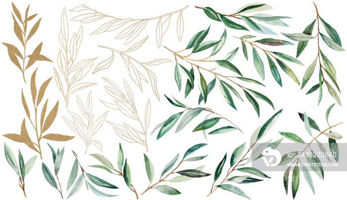 Watercolor Olive Branch Illustration