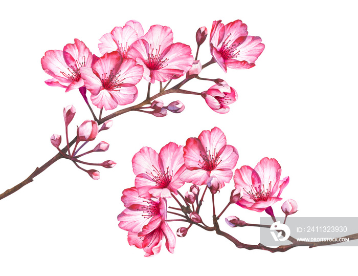 Cherry blossom flowers isolated on transparent background, PNG. Watercolor illustration.