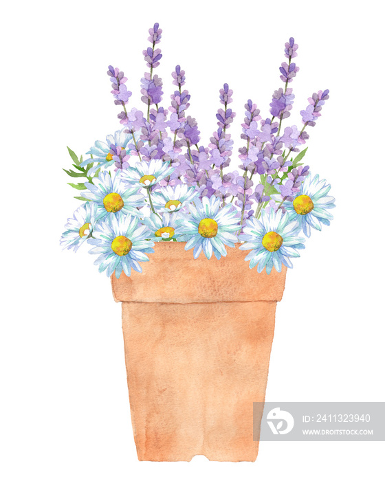 Watercolor white daisy and lavender flowers in flower pot on white background