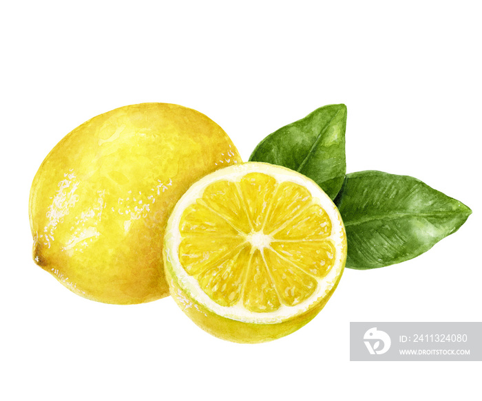 Watercolor painting of lemon isolated on white background, closeup, botanical illustration.