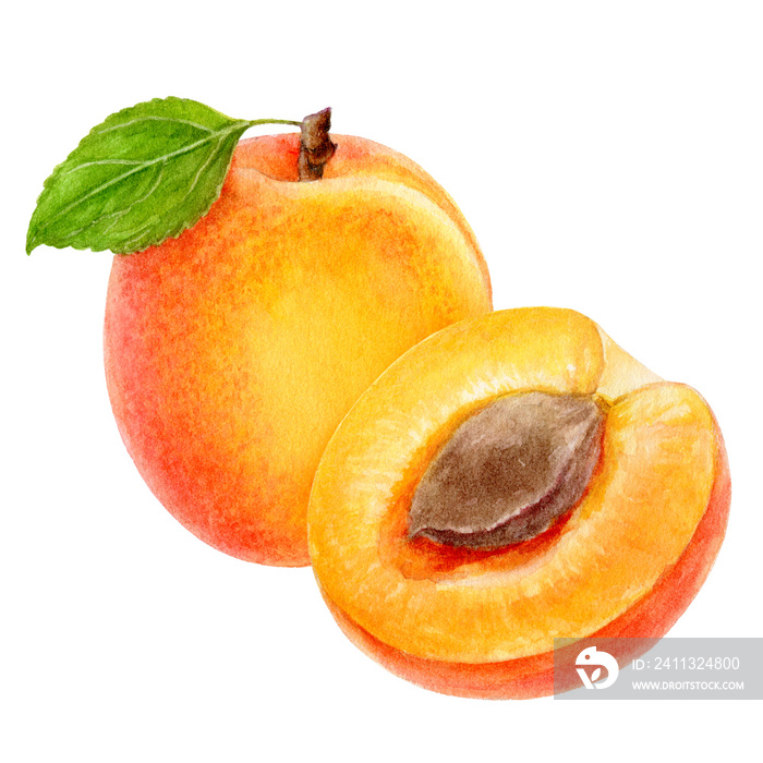 Apricot fruit watercolor isolated on white background