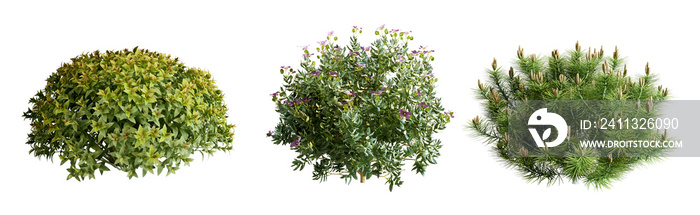 Plant and shrubs in 3d rendering isolated