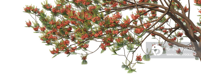 Foreground twigs on a transparent background