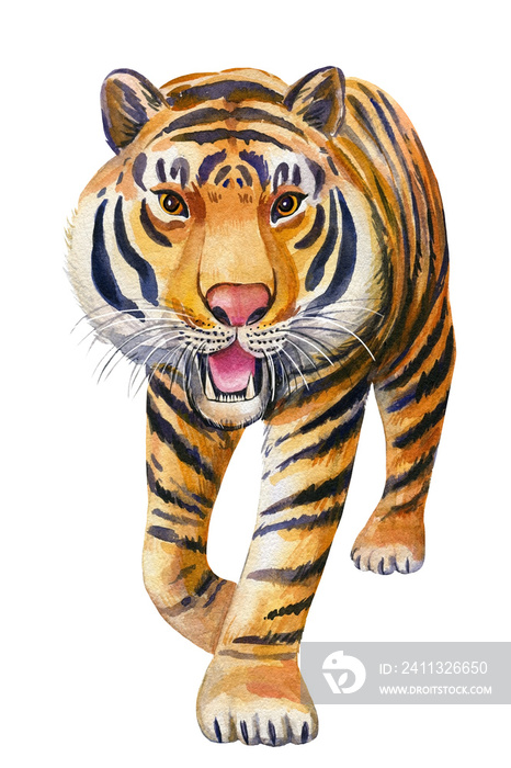 Tiger on an isolated white background. Watercolor illustration, wild animal