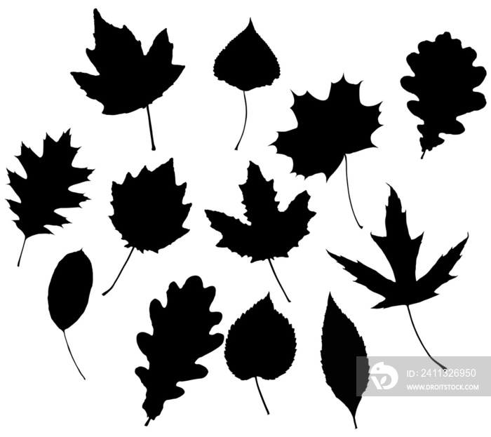 Png leaves. Graphic illustration isolated on white background.